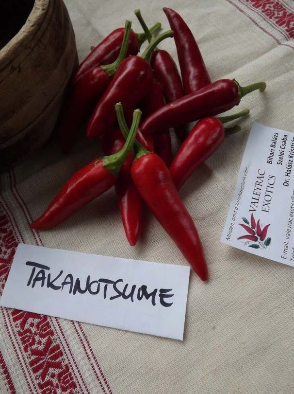 Takanotsume chili  - Csípős paprika ritkaságok az Egzotikus Növények Stúdiója kínálatában